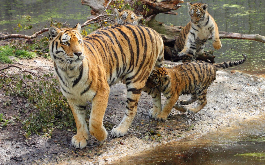 Amur Tiger Cubs jigsaw puzzle in Puzzle of the Day puzzles on TheJigsawPuzzles.com